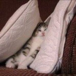 Meet your Posher, Sandy